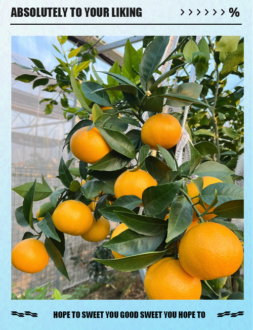 柑橘的最新最好的品种-图1