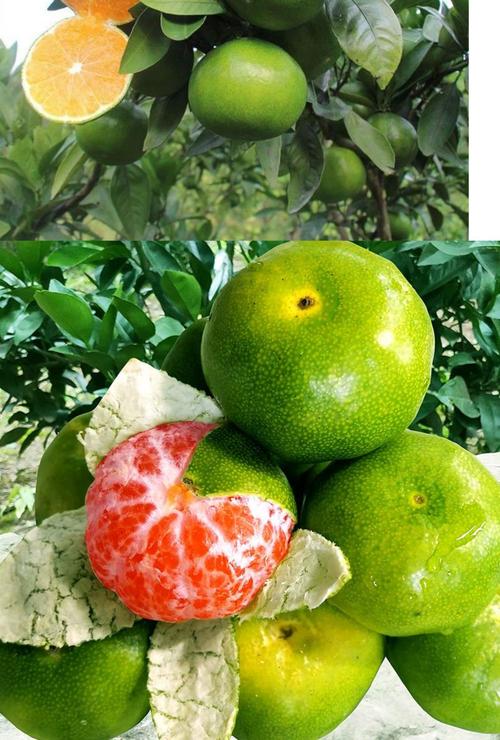 柑橘的最新最好的品种-图2