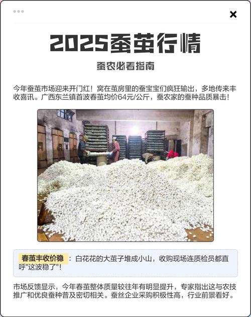 2025春季蚕茧价格会涨还是跌？-图2