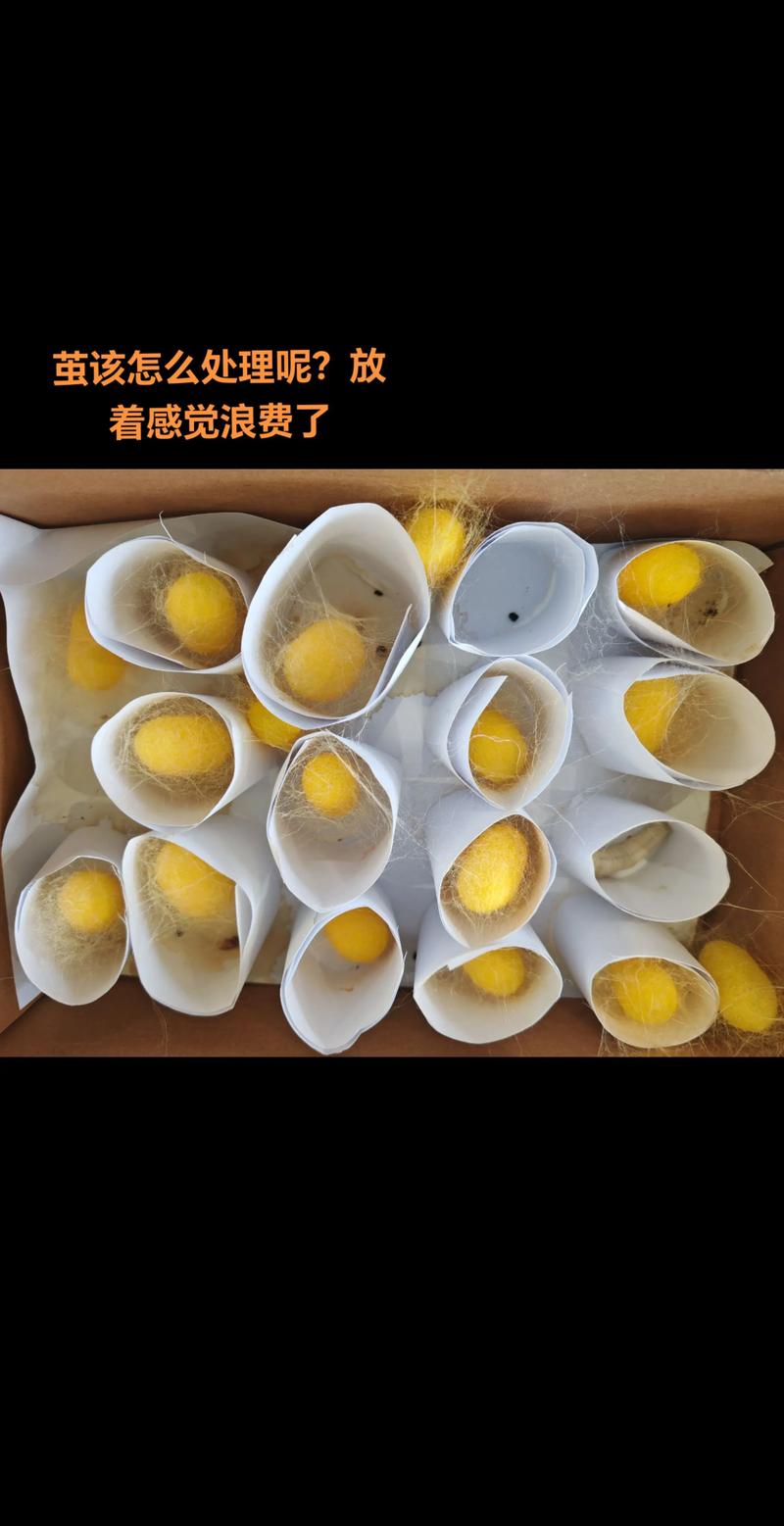 2025春季蚕茧价格会涨还是跌？-图3