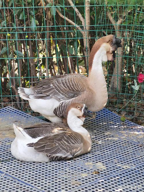 狮头鹅种鹅养殖技术要点有哪些？-图3