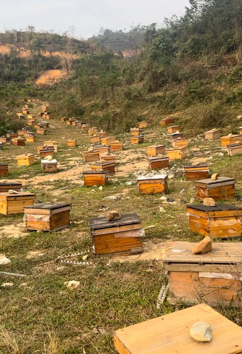 中蜂养殖技术四季视频-图1