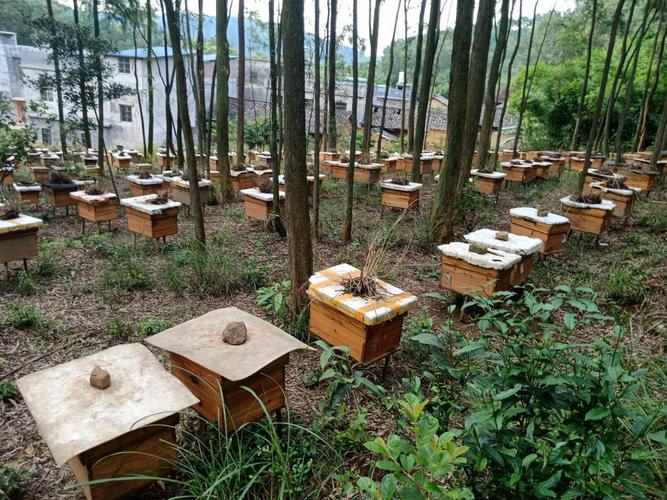 中蜂养殖技术四季视频-图2