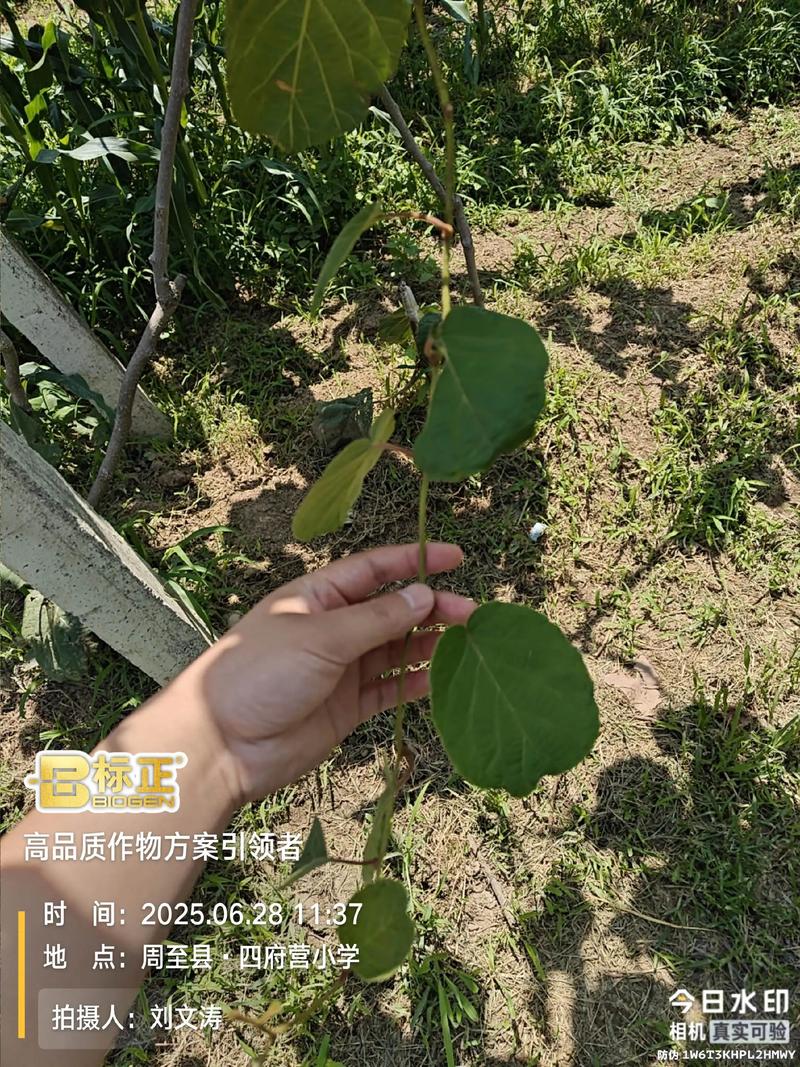 猕猴桃栽培管理有哪些关键技术？-图1