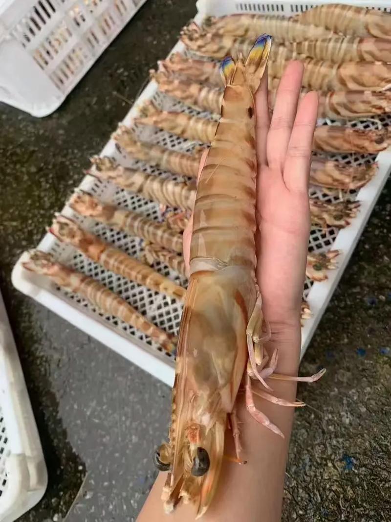 斑节虾养殖技术如何致富？-图2