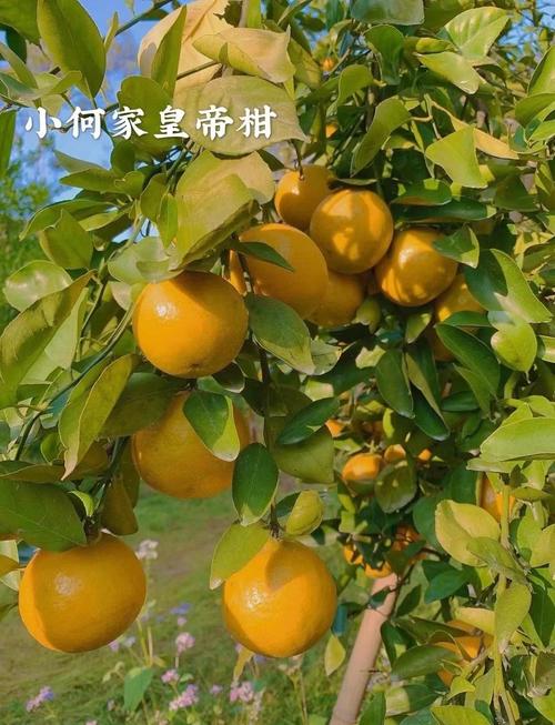 最贵的柑橘品种是哪个？-图1