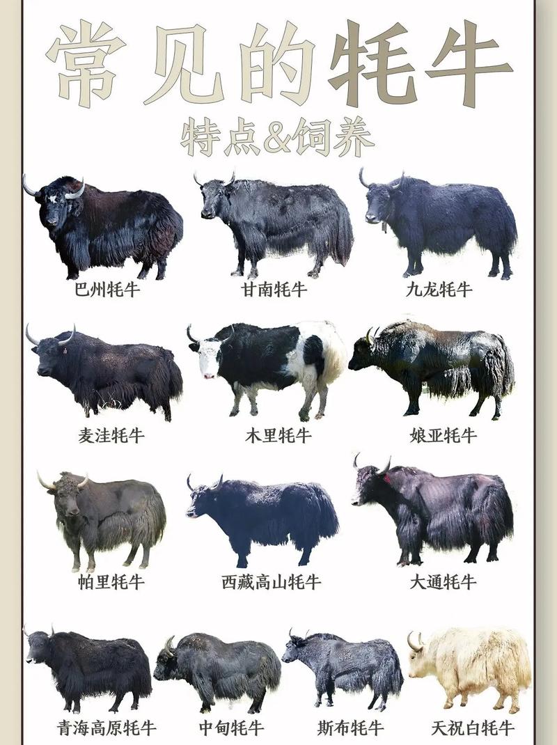 哪些肉牛品种才是最优选？-图3
