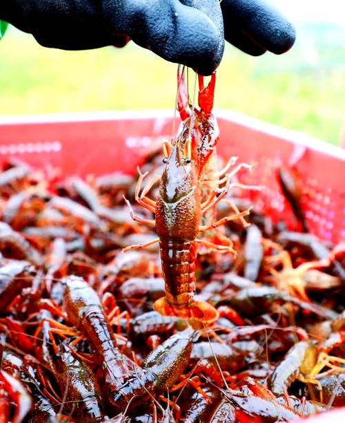 小龙虾标准化养殖技术有哪些要点？-图3