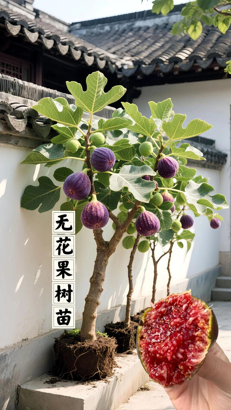无花果种植最多的是哪个品种？-图2