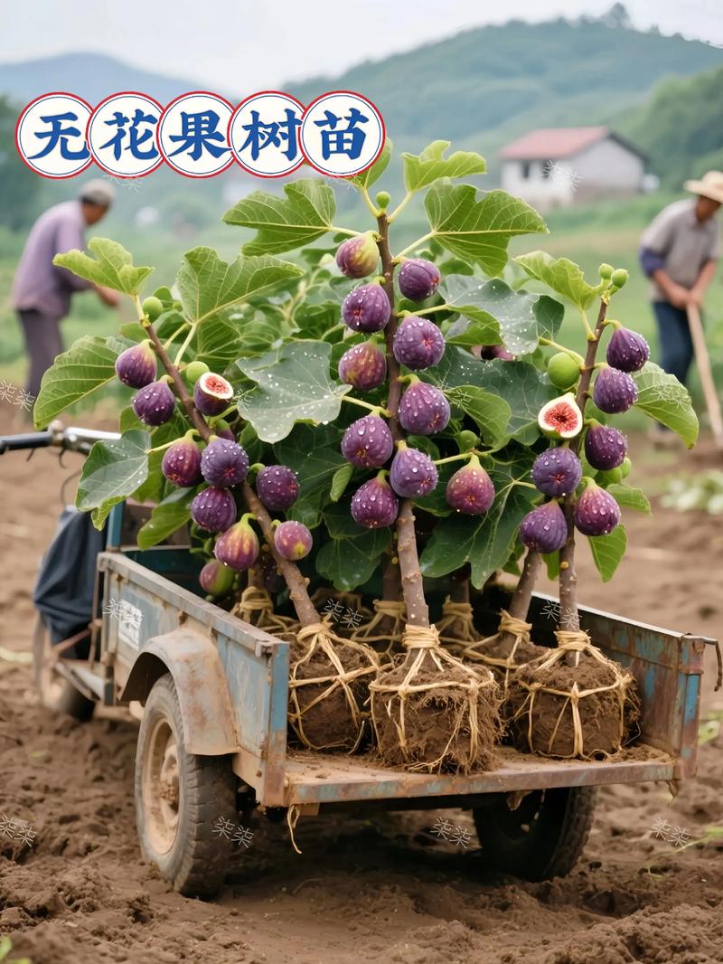 无花果种植最多的是哪个品种？-图3