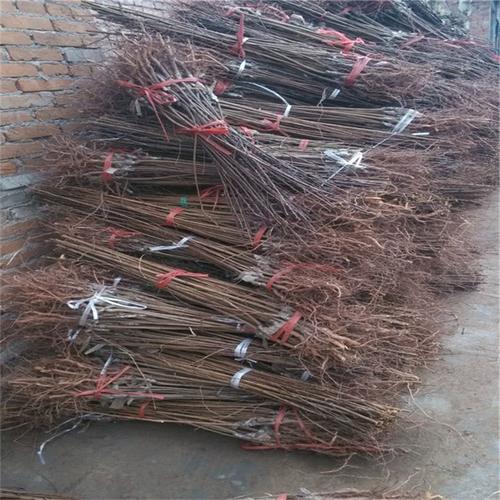 红天鹅绒李子怎么种才高产？-图1