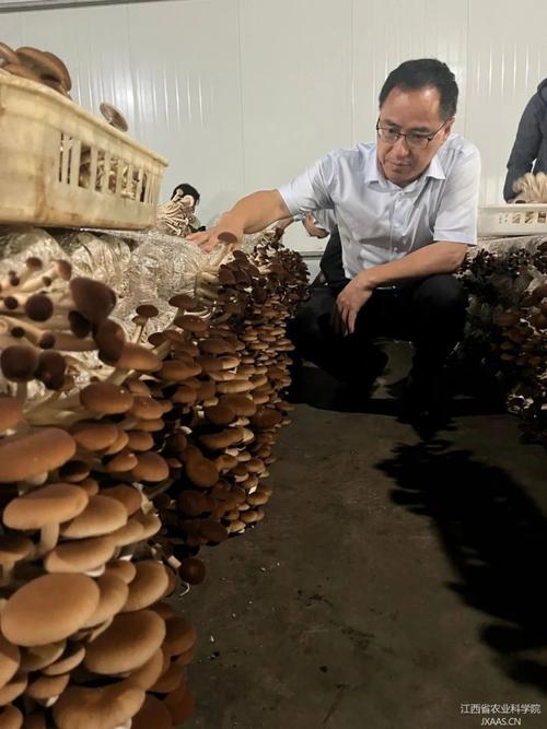 工厂化茶树菇种植技术如何实现高效稳定？-图1