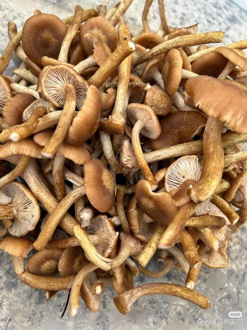 工厂化茶树菇种植技术如何实现高效稳定？-图2