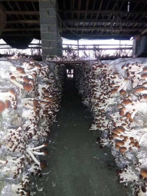 工厂化茶树菇种植技术如何实现高效稳定？-图3