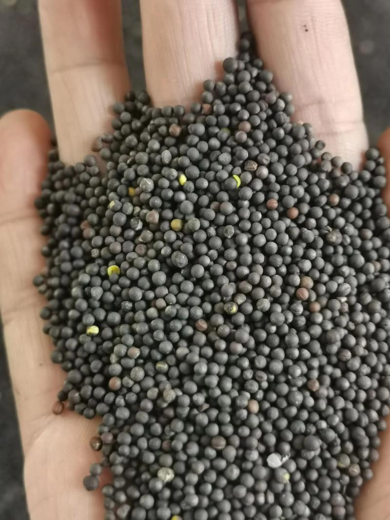 江苏2025菜籽价格会涨还是跌？-图2