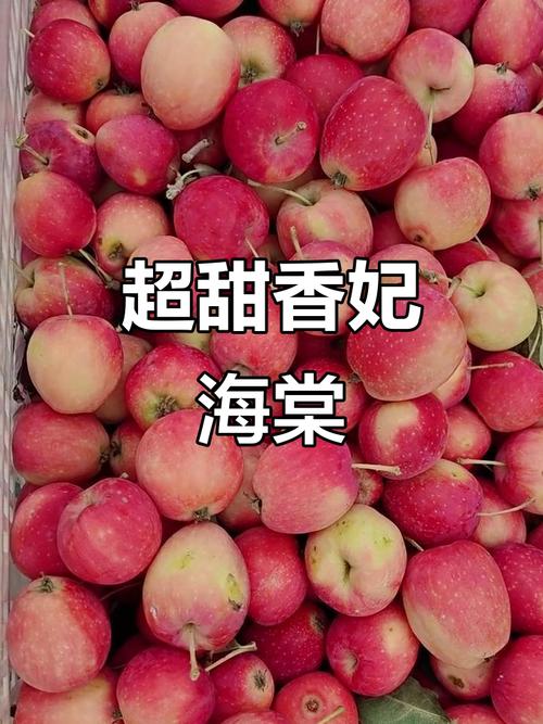 海棠果哪个品种口感最佳？-图3