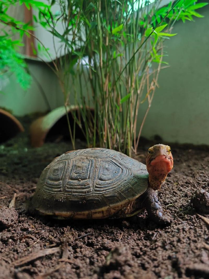 黄缘闭壳龟降养殖技术怎么掌握？-图1