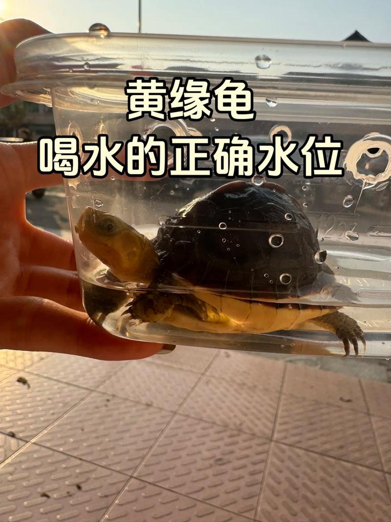 黄缘闭壳龟降养殖技术怎么掌握？-图3