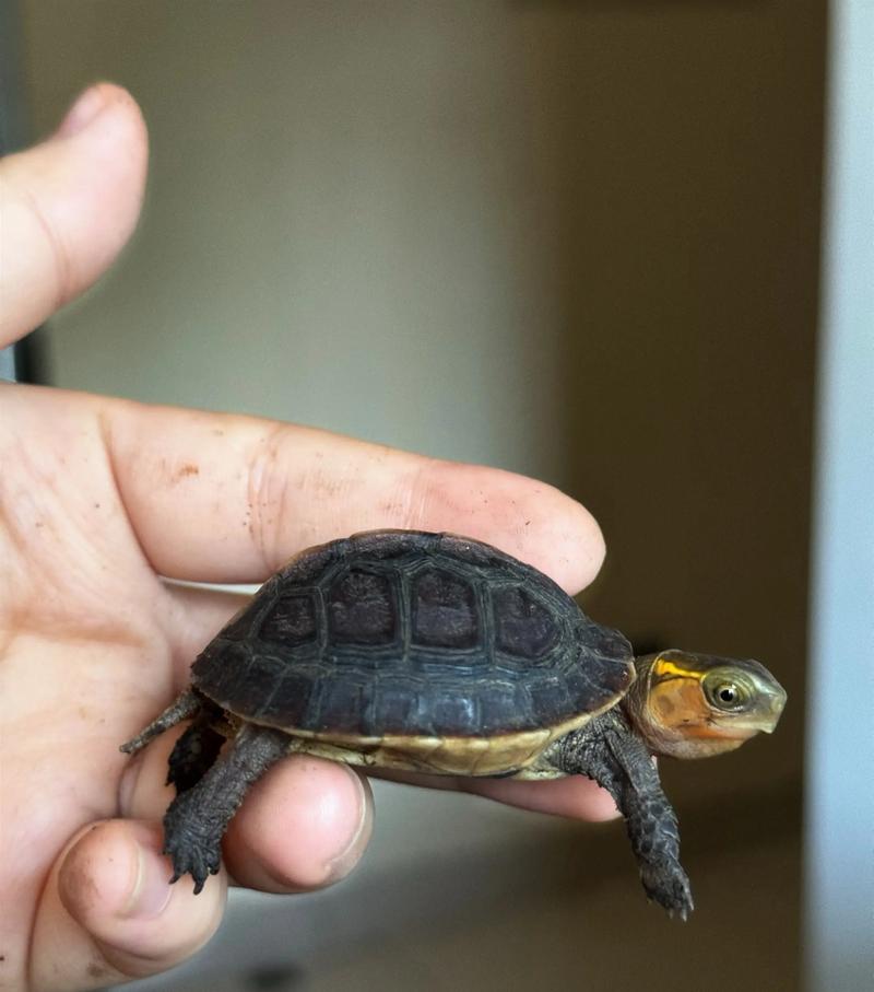 黄缘闭壳龟降养殖技术怎么掌握？-图2