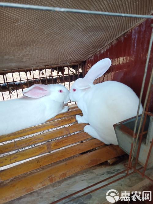 2012獭兔价格走势如何？-图3