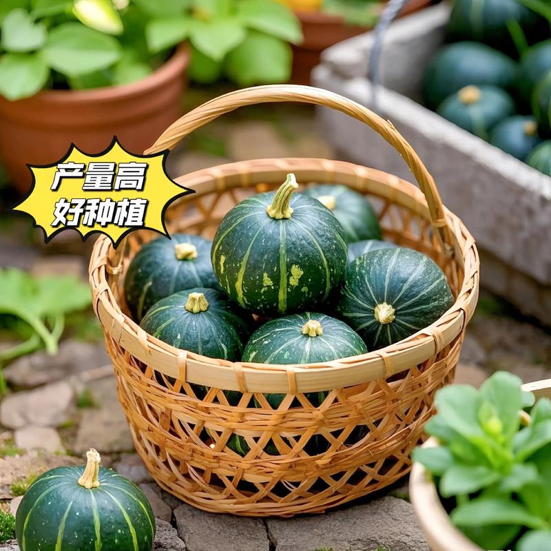 高产南瓜品种有哪些？-图1
