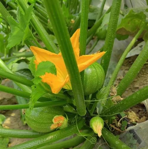 高产南瓜品种有哪些？-图3