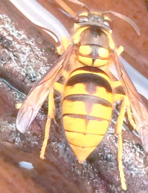 黄国忠虎头蜂养殖技术有何关键要点？-图3