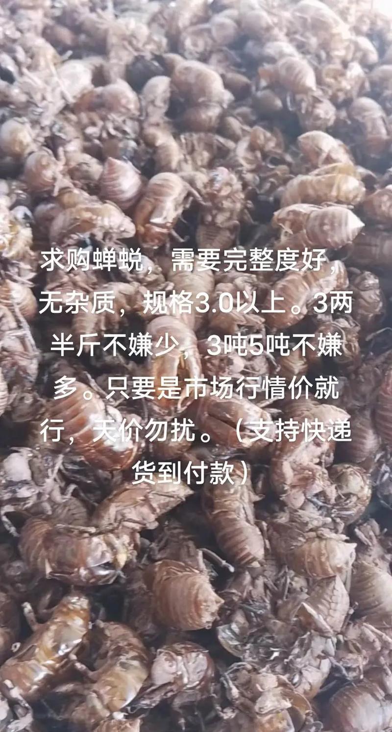 2025年临沂蝉蜕价格会涨还是跌？-图2