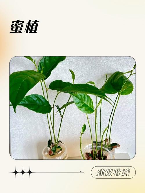 菠萝蜜种植加工技术有哪些关键要点？-图3