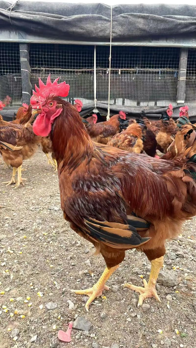 芦花鸡有哪些品种？-图1