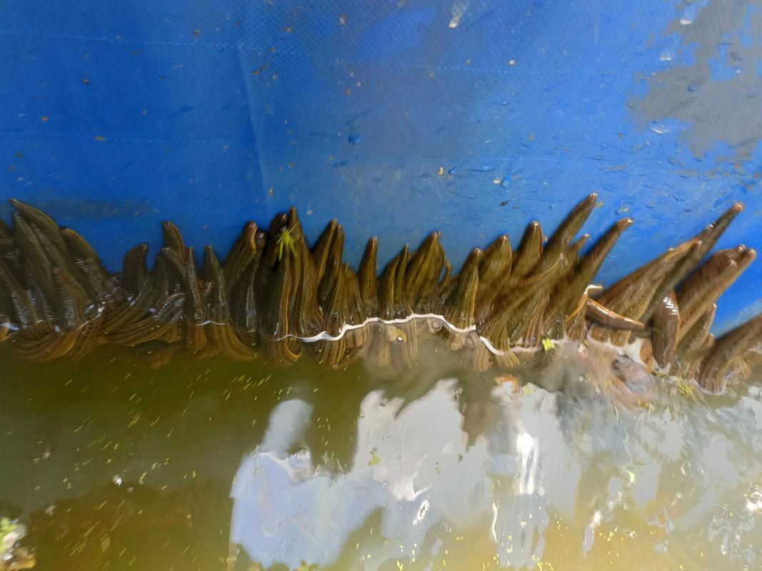 2025水蛭价格会涨还是跌？-图3