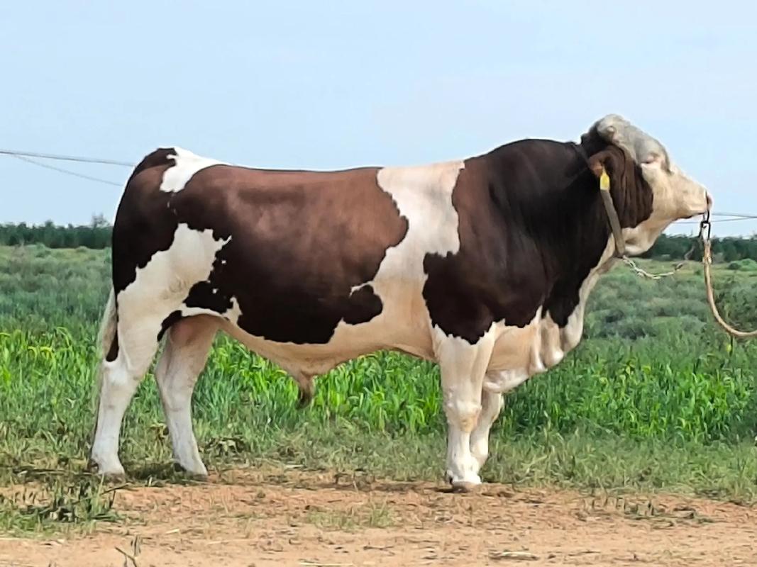 放养选什么牛品种最合适？-图3