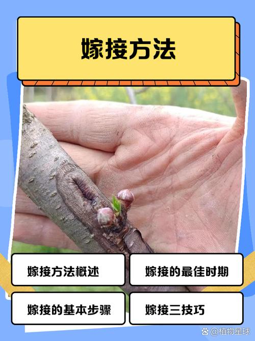 小龙虾人工繁殖技术难点有哪些？-图3