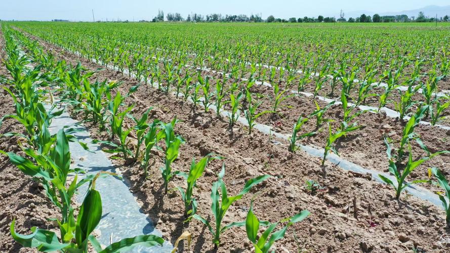 致富经糯玉米种植技术怎么掌握？-图1