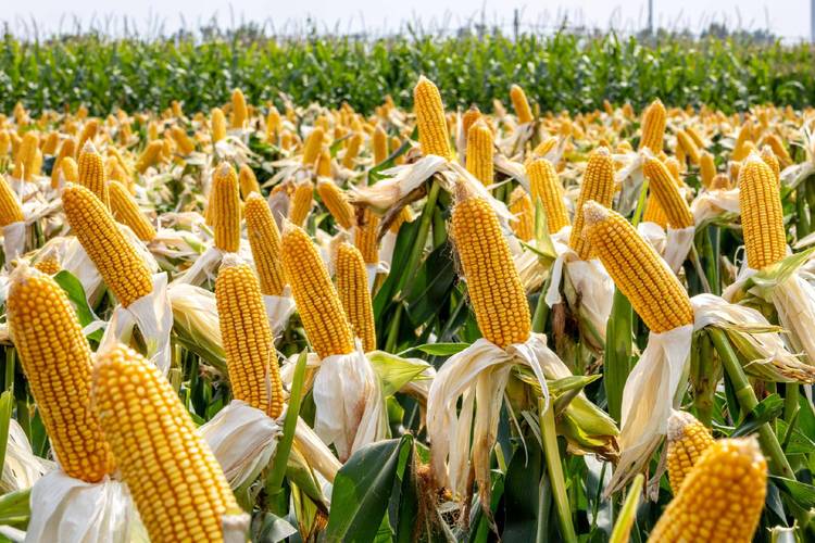 致富经糯玉米种植技术怎么掌握？-图3