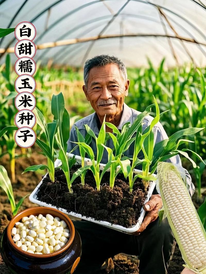致富经糯玉米种植技术怎么掌握？-图2