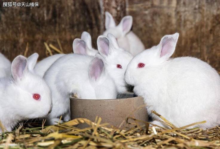 2025年家养兔子价格会涨还是跌？-图1