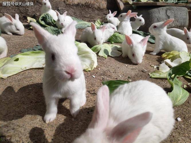 2025年家养兔子价格会涨还是跌？-图2
