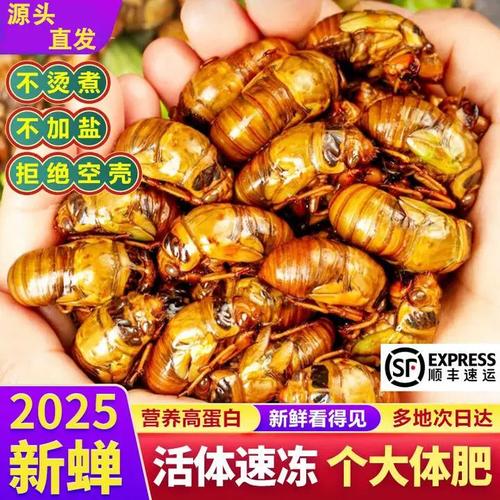 2025知了猴皮价格会涨还是跌？-图1