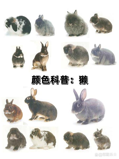 常见肉兔品种有哪些？-图1