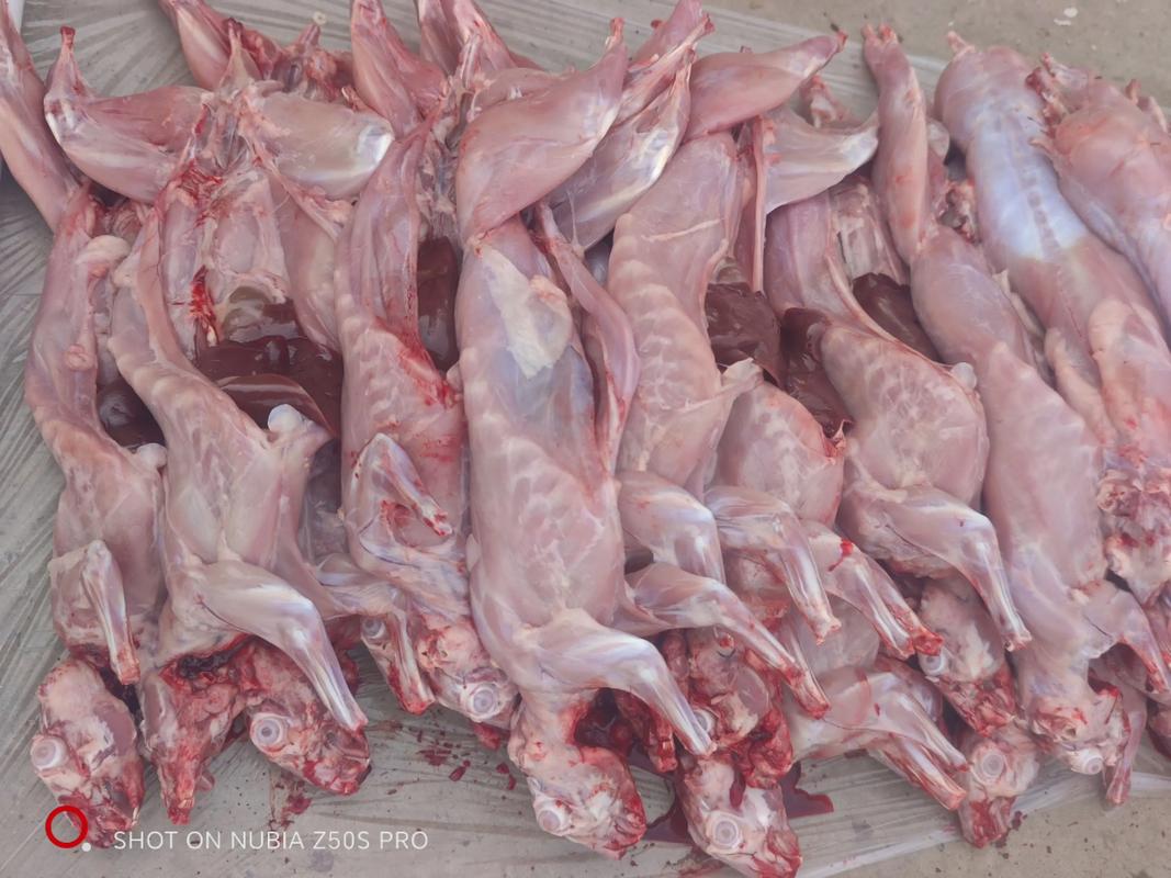 常见肉兔品种有哪些？-图3