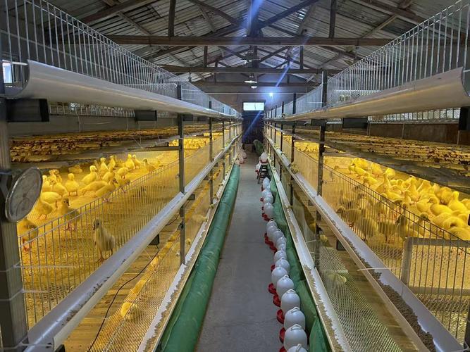 鹅苗养殖新技术视频有哪些要点？-图1