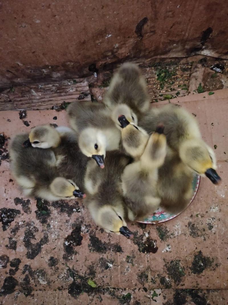 鹅苗养殖新技术视频有哪些要点？-图2