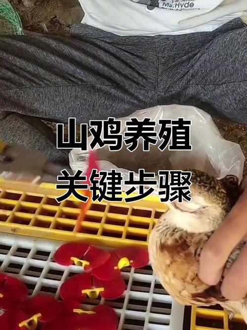 七彩山鸡雏鸡养殖技术要点有哪些？-图2