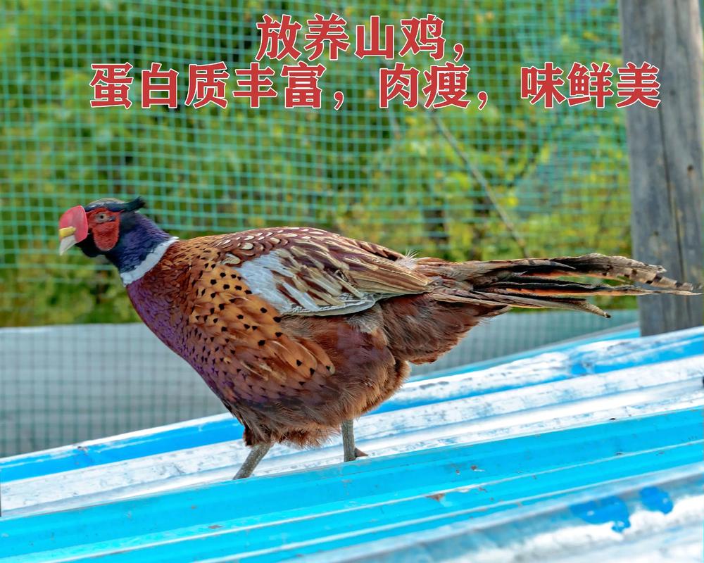 七彩山鸡雏鸡养殖技术要点有哪些？-图3