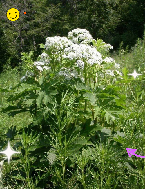 中草药种植哪些品种效益好？-图1