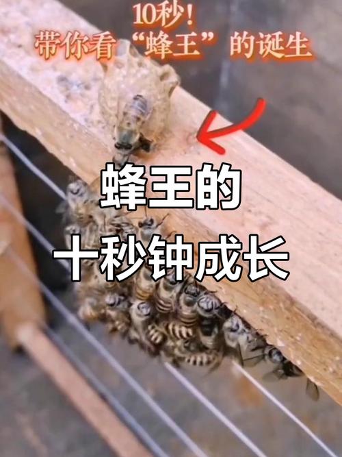 养蜂育王技术完整版核心要点是什么？-图1
