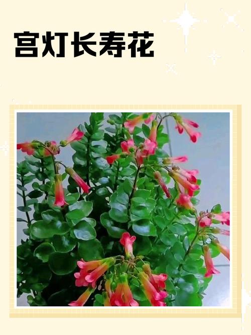 宫灯长寿花品种有多少？-图1