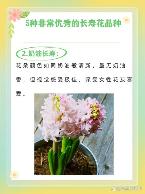 宫灯长寿花品种有多少？-图2