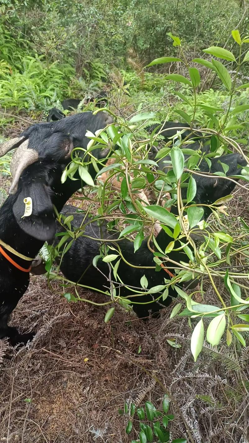 萨能黑山羊养殖技术有哪些要点？-图2